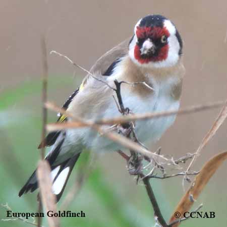 European Goldfinch