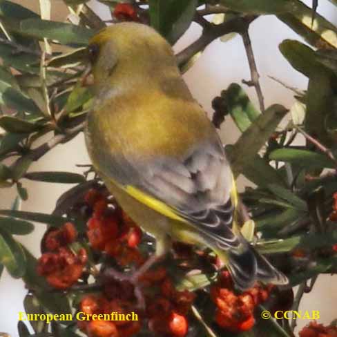 European Greenfinch