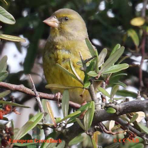 European Greenfinch