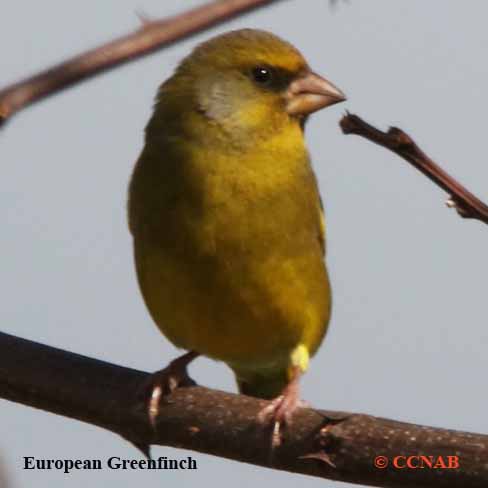 European Greenfinch