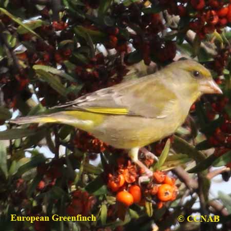 European Greenfinch