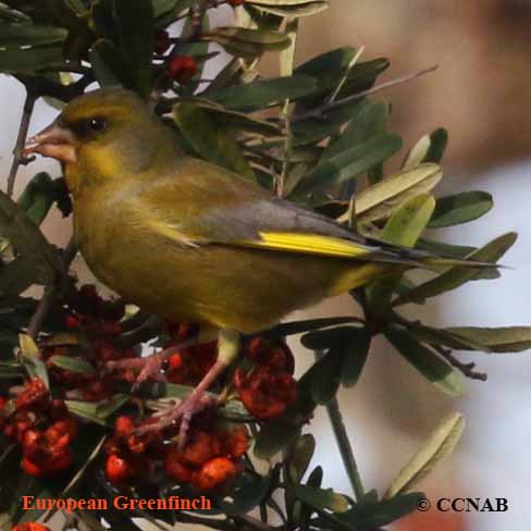 Birds of North America