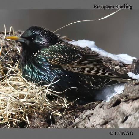 Birds of North America