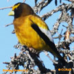 Evening Grosbeak