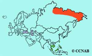 Far Eastern Curlew range map