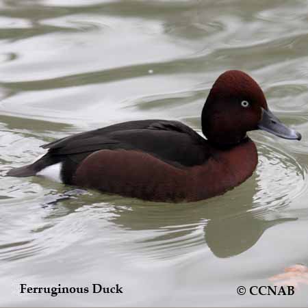 Ferruginous Duck