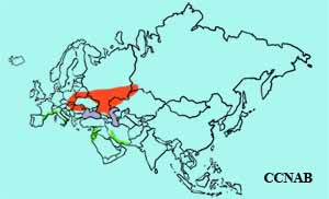 Ferruginous Duck range map