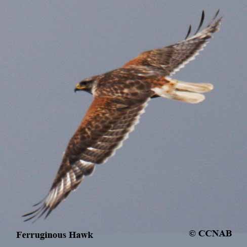 Ferruginous Hawk