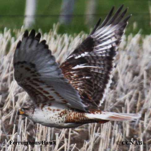 Ferruginous Hawk