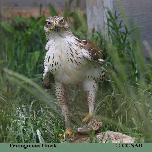 hawks