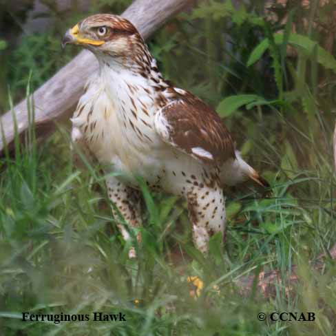 Ferruginous Hawk