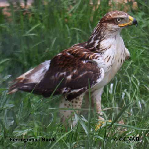 Birds of North America