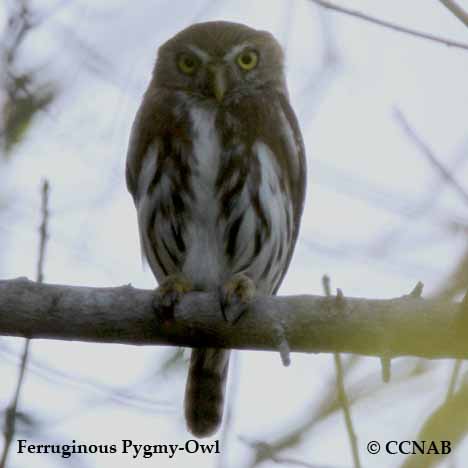 Birds of North America