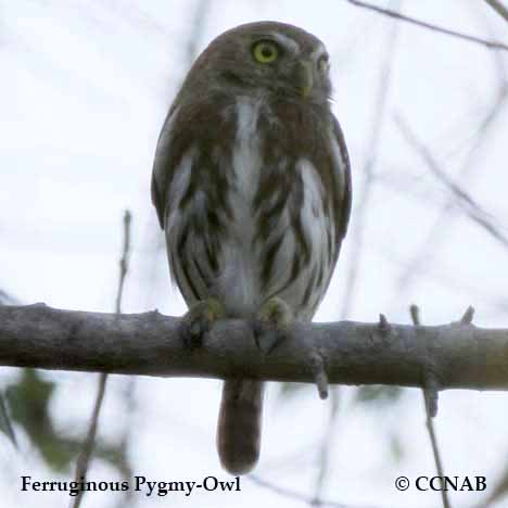 Birds of North America