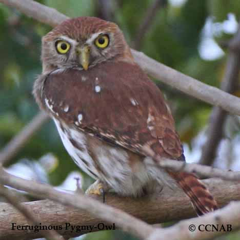Birds of North America