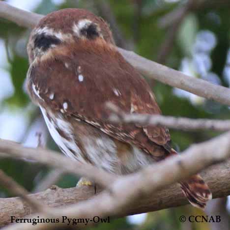 Ferruginous Pygmy-Owl