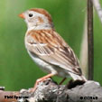 Field Sparrow