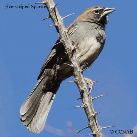 Five-striped Sparrow