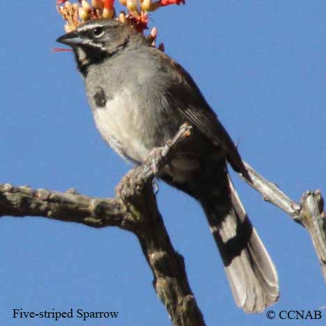 Five-striped Sparrow