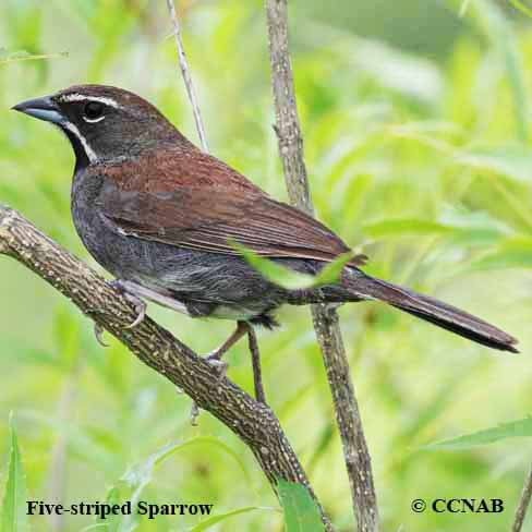 Birds of North America