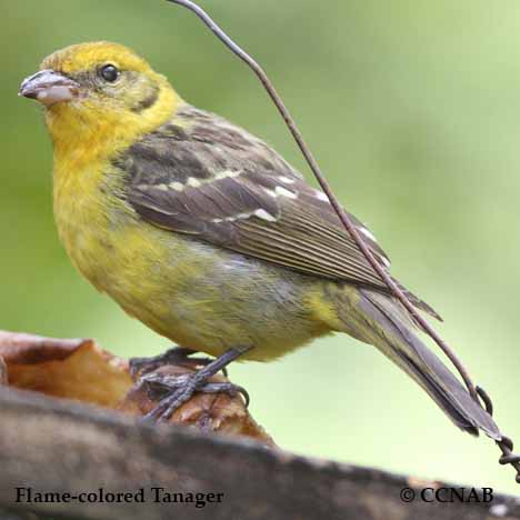 Flame-colored Tanager