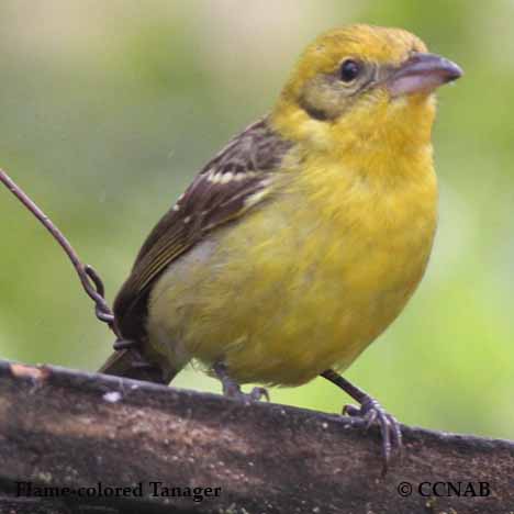 Flame-colored Tanager