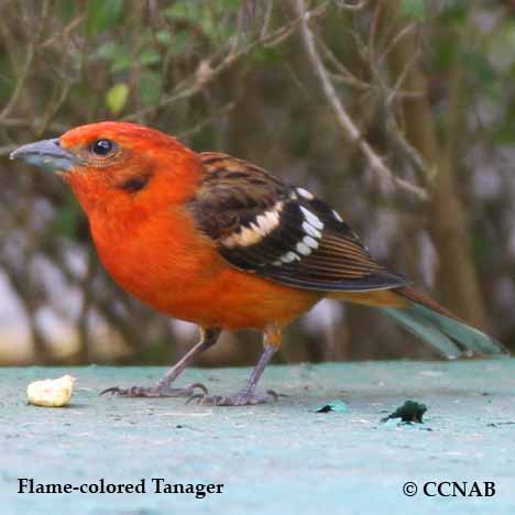 Flame-colored Tanager