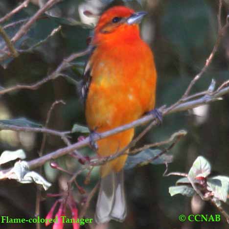 Flame-colored Tanager