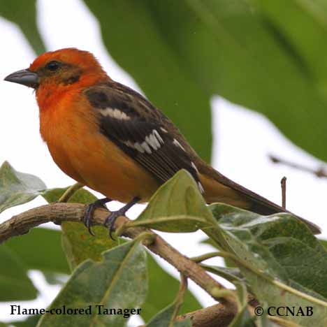 Flame-colored Tanager