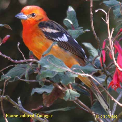 Birds of North America