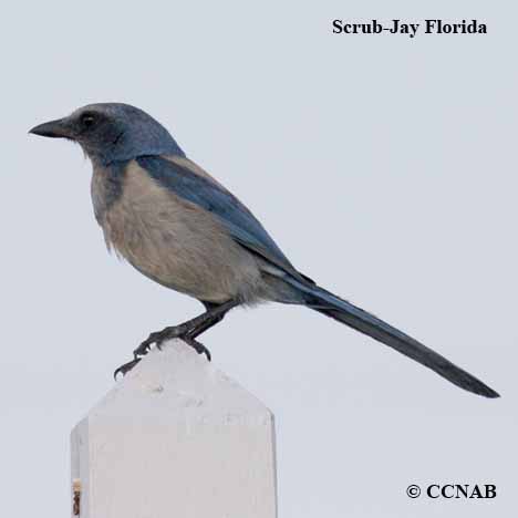 Florida Scrub-Jay