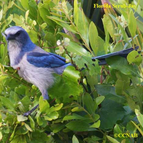 Florida Scrub-Jay