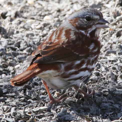 Birds of North America