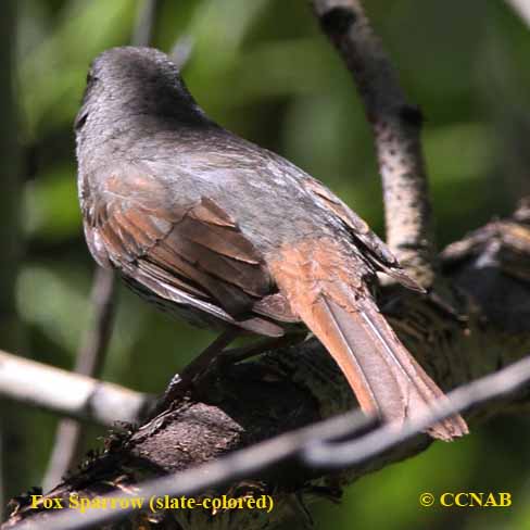 Birds of North America