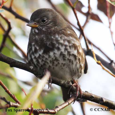 Fox Sparrow (sooty)