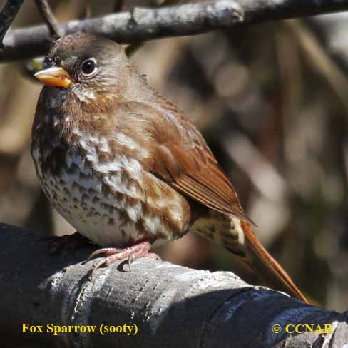 Fox Sparrow (sooty)