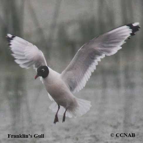 Franklin's Gull