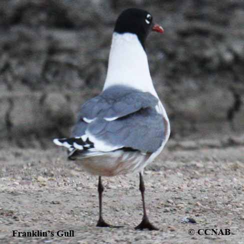 CCNAB