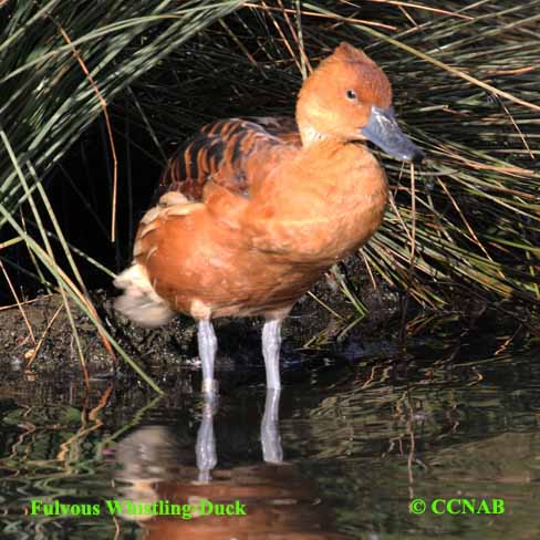 Fulvous Whistling-Duck