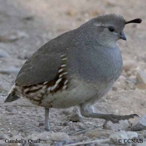 Gambel's Quail