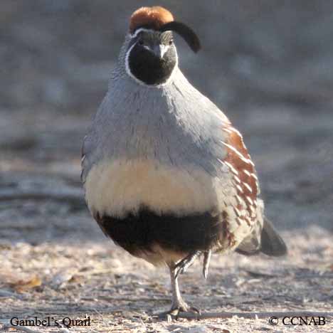 Gambel's Quail