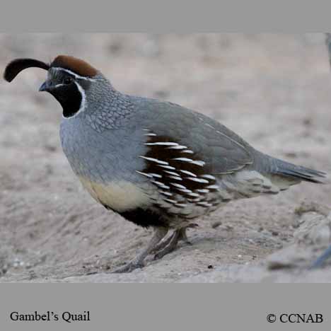 Gambel's Quail