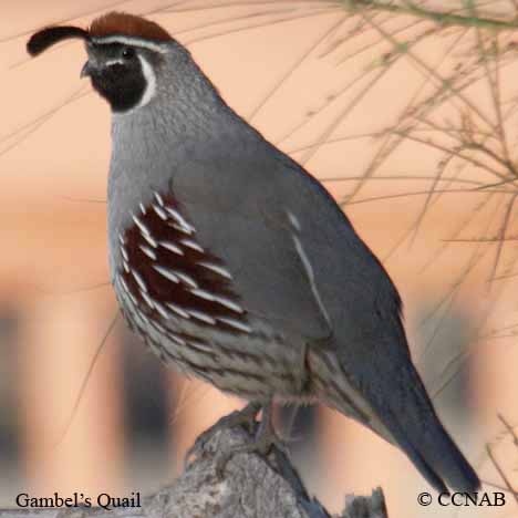 Birds of North America