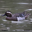 Garganey range map