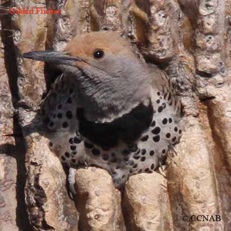 Gilded Flicker