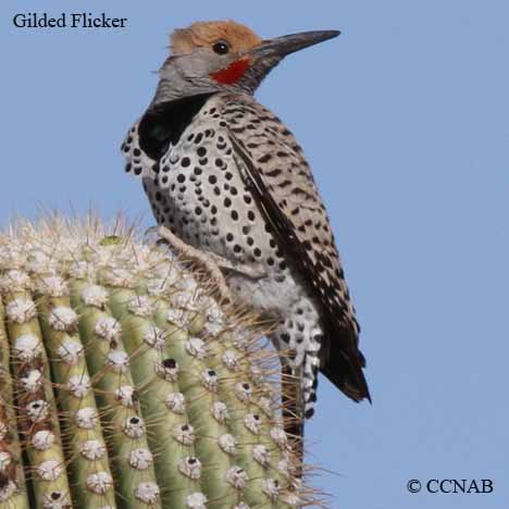 Gilded Flicker