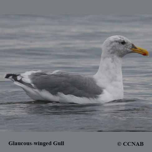 Birds of North America