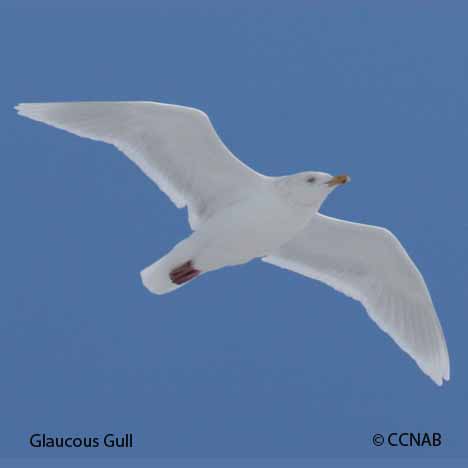 Glaucous Gull