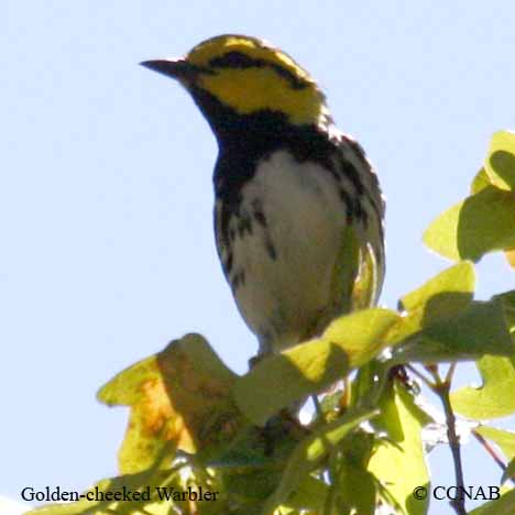 Golden-cheeked Warbler