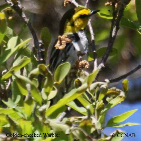 Golden-cheeked Warbler